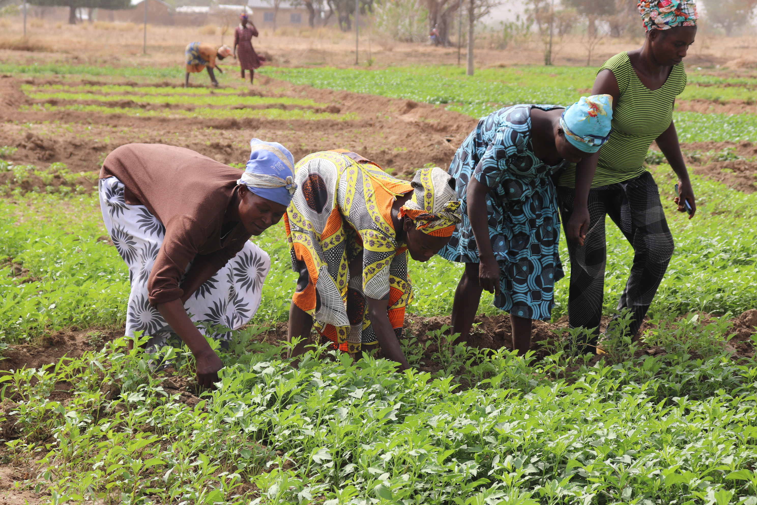 Women farming vegetables together